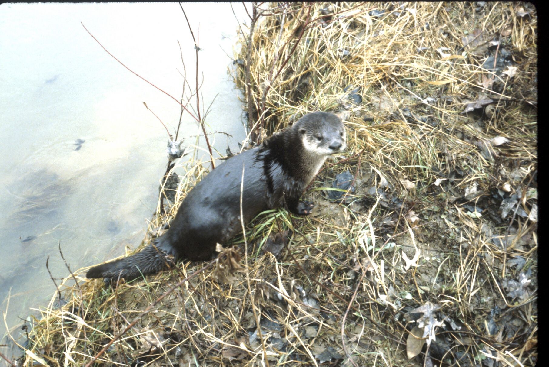 River Otter Captured in Putnam County Lima